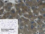 Haptoglobin Antibody in Immunohistochemistry (Paraffin) (IHC (P))