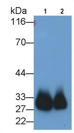Azurocidin Monoclonal Antibody (C5)