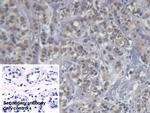 KIR2DS4 Monoclonal Antibody (C15)