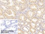 GPT Antibody in Immunohistochemistry (Paraffin) (IHC (P))