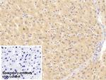 GPT Antibody in Immunohistochemistry (Paraffin) (IHC (P))