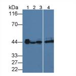 AZGP1 Monoclonal Antibody (C9)
