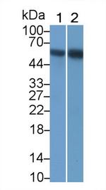 RIP3 Monoclonal Antibody (C1)