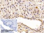 ENO1 Antibody in Immunohistochemistry (Paraffin) (IHC (P))