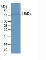 LRG1 Antibody in Western Blot (WB)