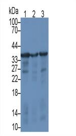 CD138 Antibody in Western Blot (WB)