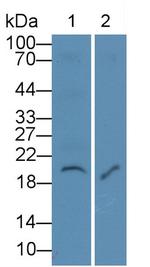 IL-7 Monoclonal Antibody (C1)