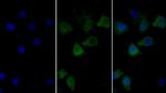 Calnexin Monoclonal Antibody (C2)