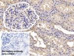 Calnexin Antibody in Immunohistochemistry (Paraffin) (IHC (P))