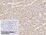 Calnexin Antibody in Immunohistochemistry (Paraffin) (IHC (P))