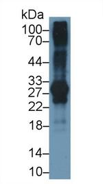 IGFBP-1 Antibody in Western Blot (WB)
