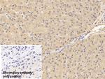 Prothrombin Fragment 1/2 Antibody in Immunohistochemistry (Paraffin) (IHC (P))