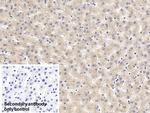 Prothrombin Fragment 1/2 Antibody in Immunohistochemistry (Paraffin) (IHC (P))