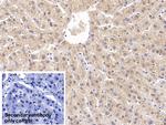 NAMPT Antibody in Immunohistochemistry (Paraffin) (IHC (P))