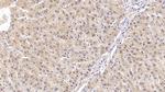 NAMPT Antibody in Immunohistochemistry (Paraffin) (IHC (P))