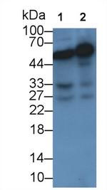 NAMPT Antibody in Western Blot (WB)