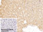 SERPINA10 Monoclonal Antibody (C4)