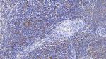 HLA-DRB1 Antibody in Immunohistochemistry (Paraffin) (IHC (P))