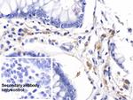 HLA-DRB1 Antibody in Immunohistochemistry (Paraffin) (IHC (P))
