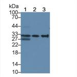 HLA-DRB1 Antibody in Western Blot (WB)