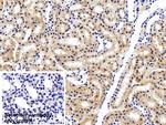 HPD Antibody in Immunohistochemistry (Paraffin) (IHC (P))