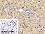 HPD Antibody in Immunohistochemistry (Paraffin) (IHC (P))