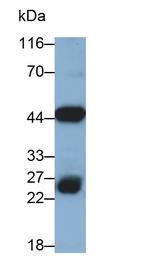 HPD Antibody in Western Blot (WB)