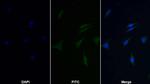 HPD Monoclonal Antibody (D2)