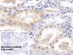 HPD Antibody in Immunohistochemistry (Paraffin) (IHC (P))