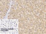 HPD Antibody in Immunohistochemistry (Paraffin) (IHC (P))