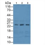 MSRA Antibody in Western Blot (WB)