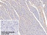FSTL1 Monoclonal Antibody (C16)