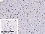 FSTL1 Antibody in Immunohistochemistry (Paraffin) (IHC (P))
