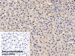 HSP27 Antibody in Immunohistochemistry (Paraffin) (IHC (P))
