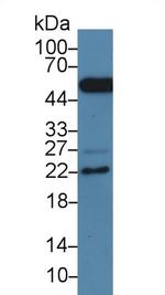 HSP27 Antibody in Western Blot (WB)