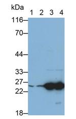 HSP27 Antibody in Western Blot (WB)