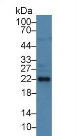 HSP27 Antibody in Western Blot (WB)