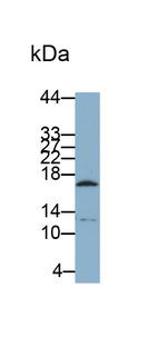 CGA Antibody in Western Blot (WB)