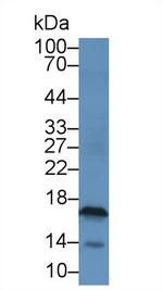 CGA Antibody in Western Blot (WB)