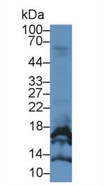 CGA Monoclonal Antibody (C2)