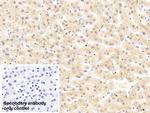 Complement C5a Antibody in Immunohistochemistry (Paraffin) (IHC (P))