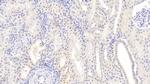 NRGN Antibody in Immunohistochemistry (Paraffin) (IHC (P))
