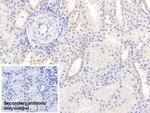 NRGN Antibody in Immunohistochemistry (Paraffin) (IHC (P))