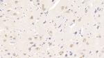 NRGN Antibody in Immunohistochemistry (Paraffin) (IHC (P))