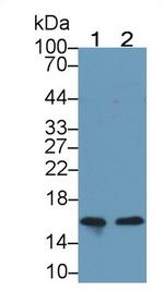 NRGN Antibody in Western Blot (WB)