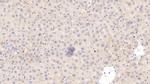 HRG Antibody in Immunohistochemistry (Paraffin) (IHC (P))