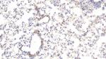 HRG Antibody in Immunohistochemistry (Paraffin) (IHC (P))
