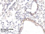 HRG Antibody in Immunohistochemistry (Paraffin) (IHC (P))