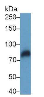LRP1 Monoclonal Antibody (D3)