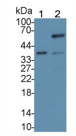 CDX2 Monoclonal Antibody (C2)